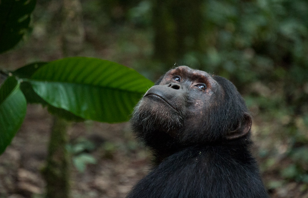 Uganda en esencia 2026