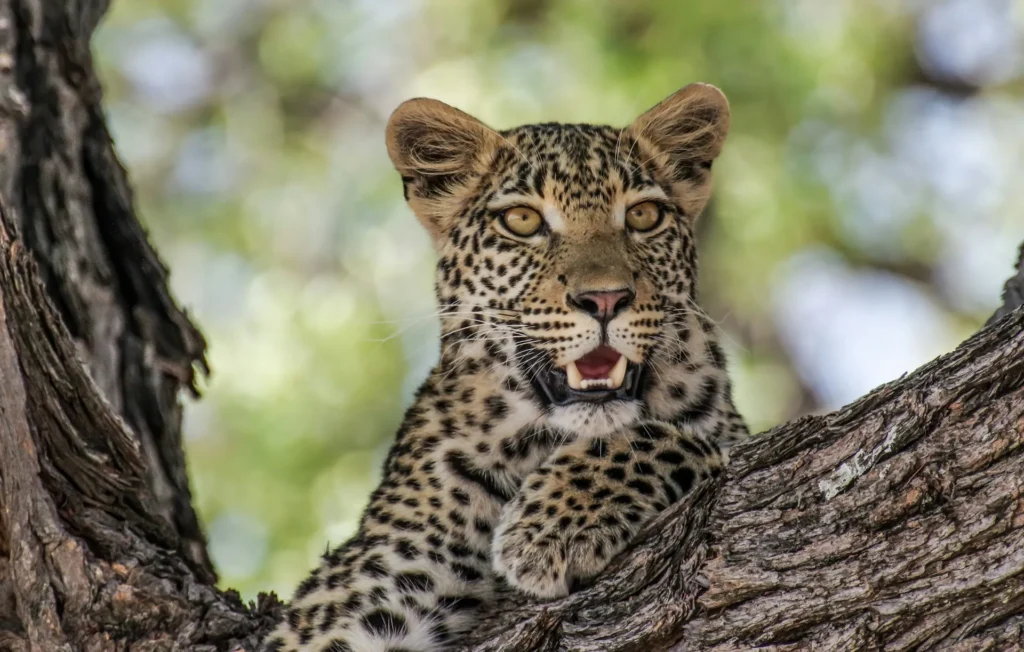 Safari de Lujo en Norte de Botswana 2026
