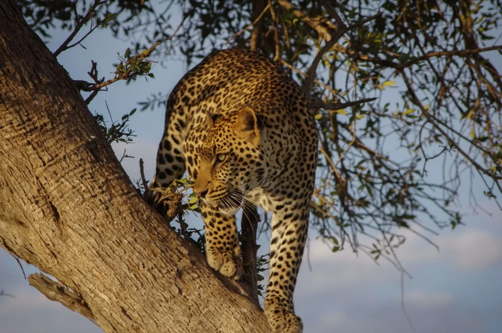 Fauna salvaje en Swazilandia & Mozambique