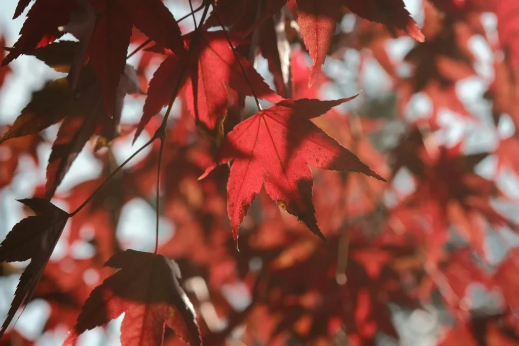 Japón Sensei Momiji by Himba – Noviembre