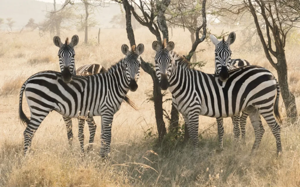 Aventura en Tanzania