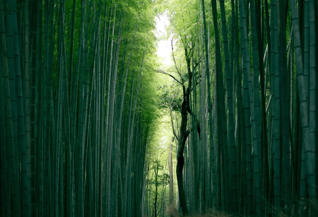 Japón by Himba con Hokkaido – A medida