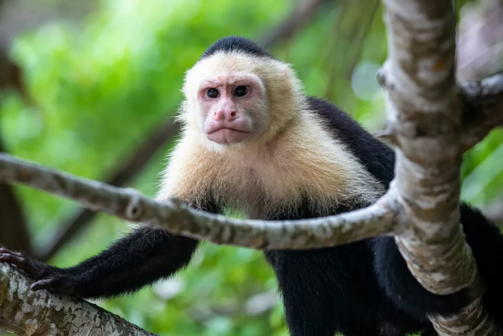 Costa Rica a tu aire: esencia tica con Sarapiquí y Manuel Antonio